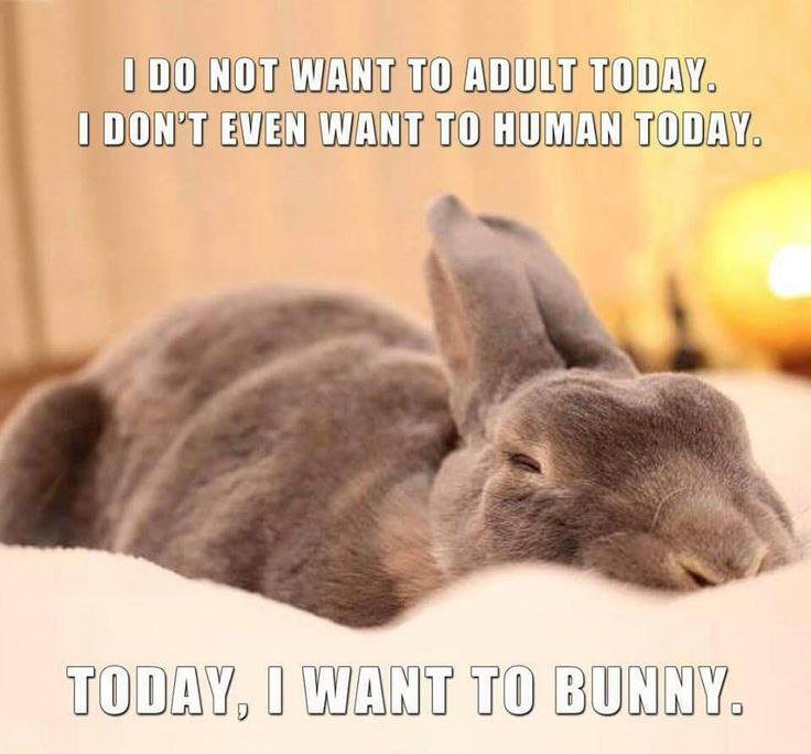 Today I want to bunny